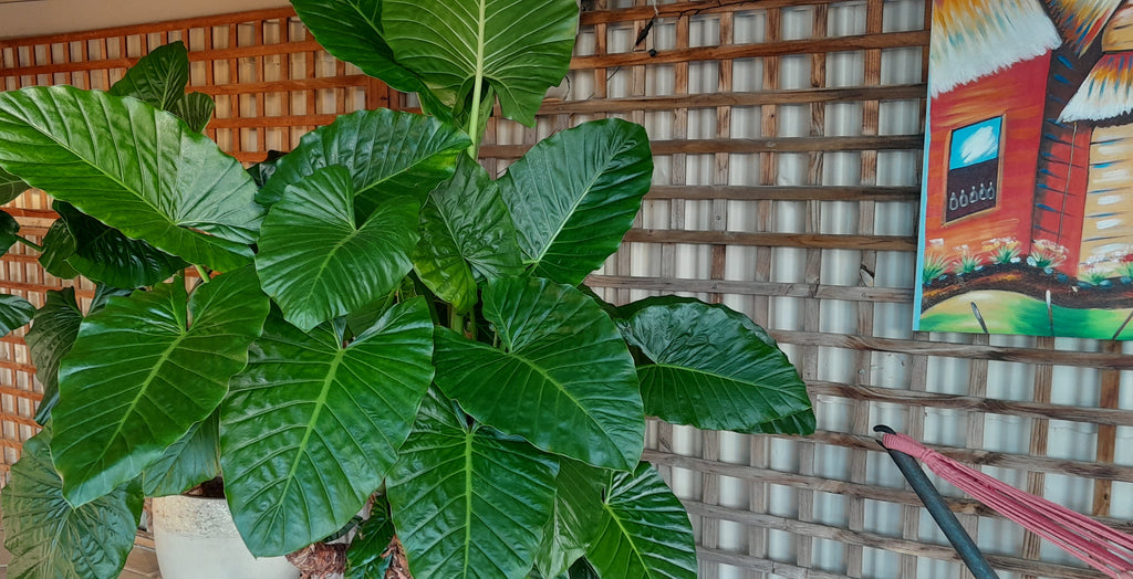 Medigrow® Liquid Plant Fertiliser