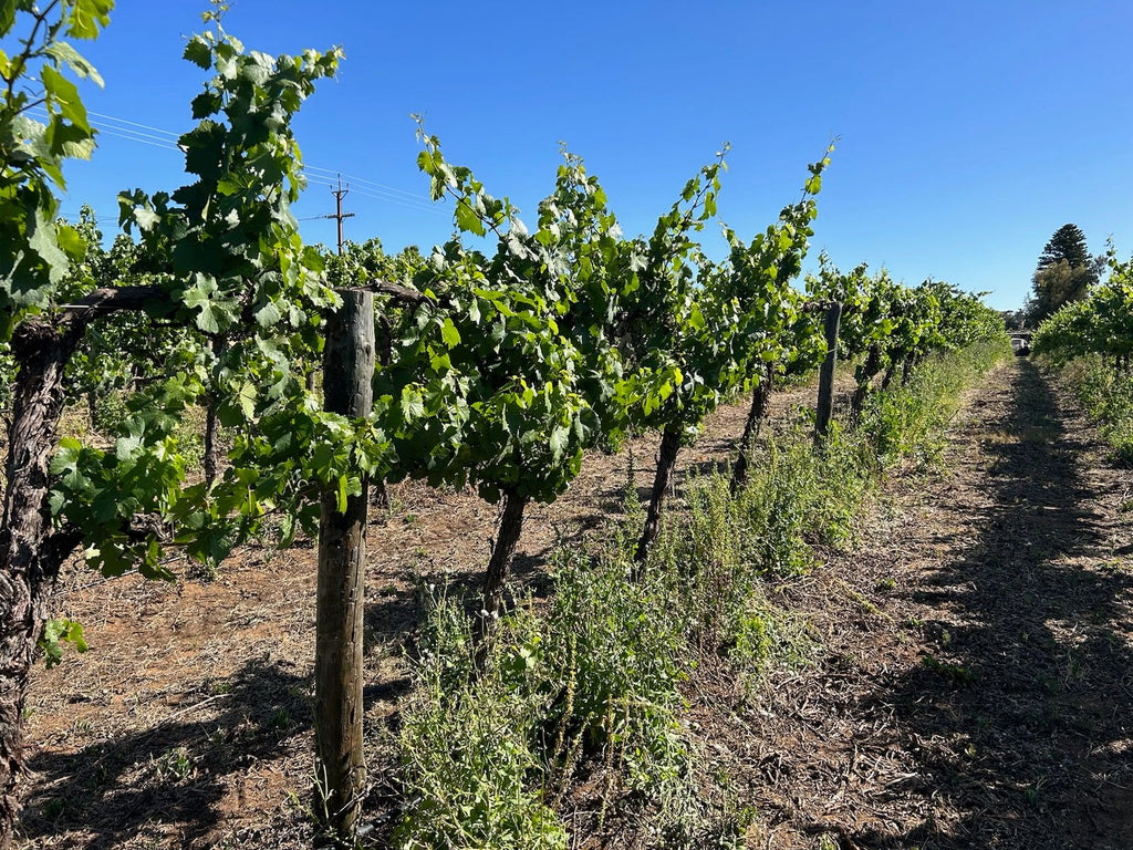 Medibud® Liquid Fertiliser