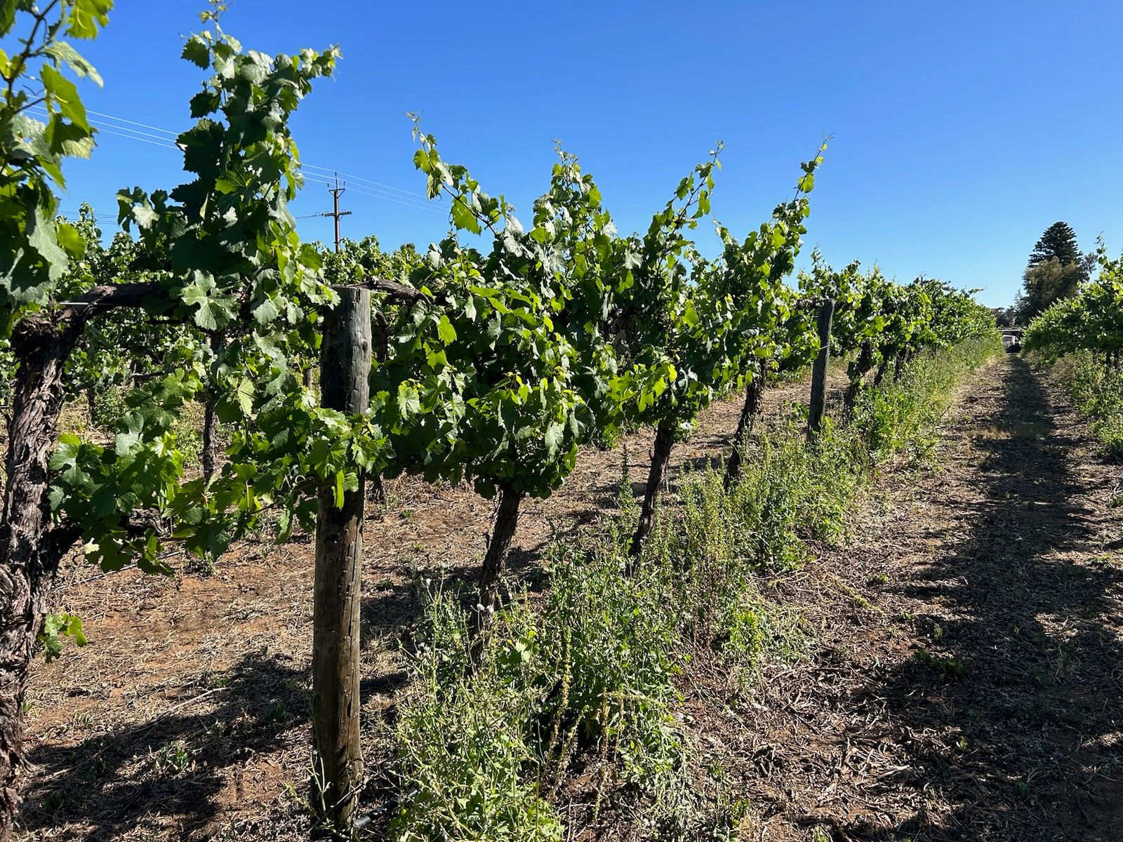 Medibud® Liquid Fertiliser