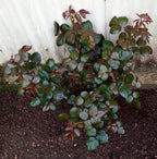 Medigrow® Liquid Plant Fertiliser