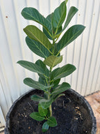 Medigrow® Liquid Plant Fertiliser