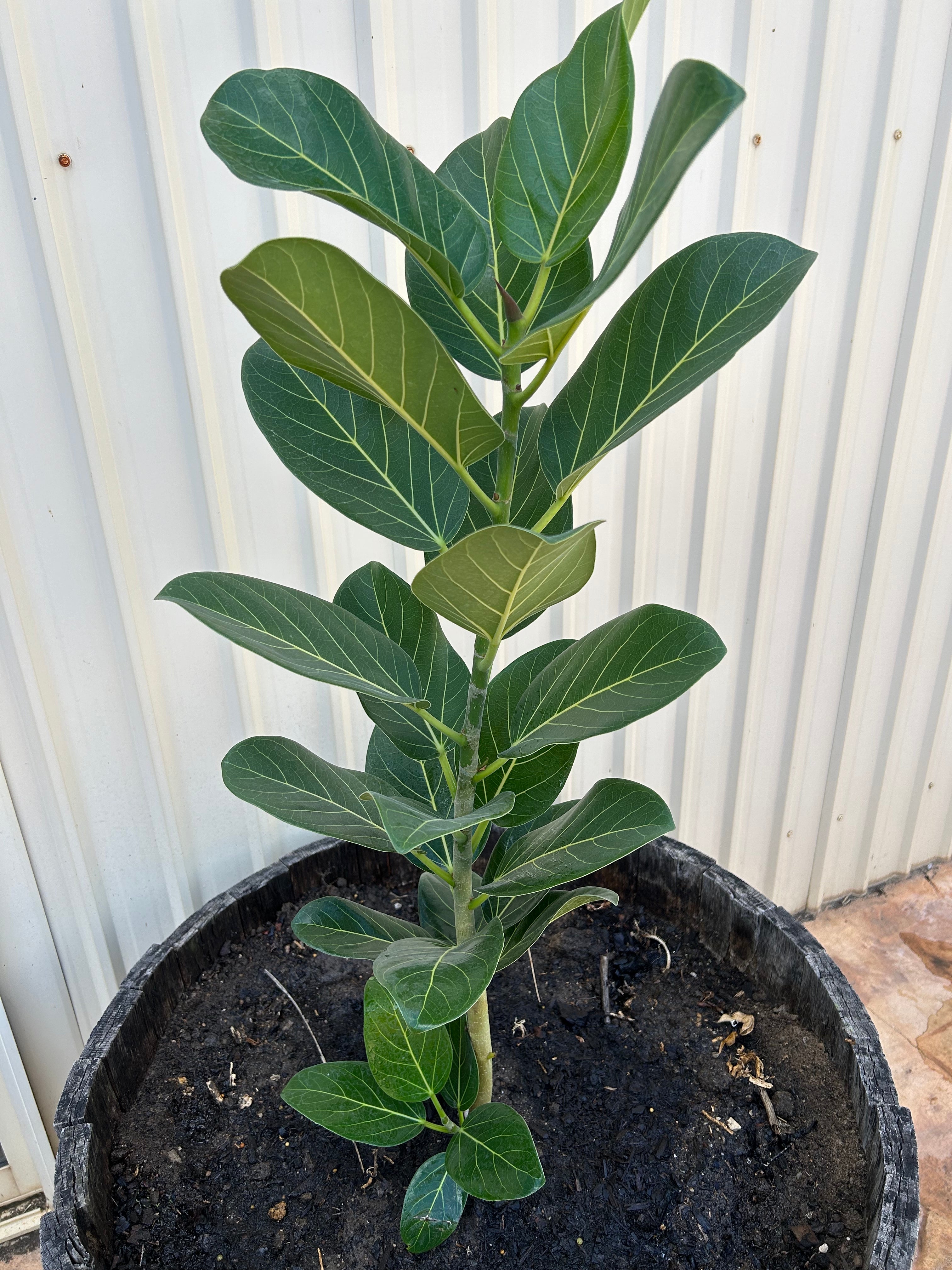 Medigrow® Liquid Plant Fertiliser