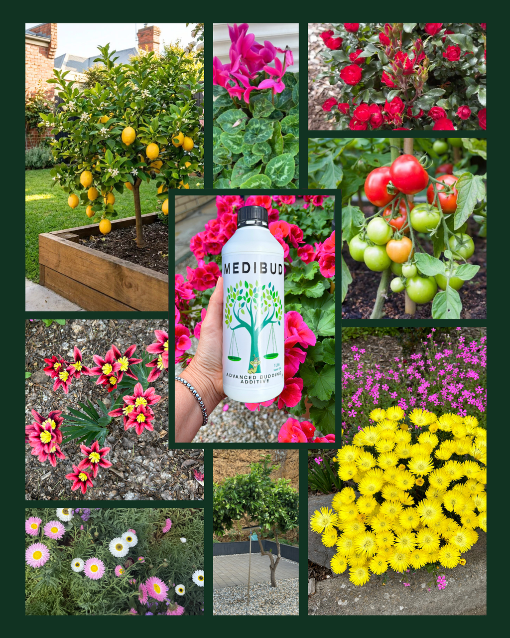 Medigrow® + Medibud® Garden Fertiliser Bundle