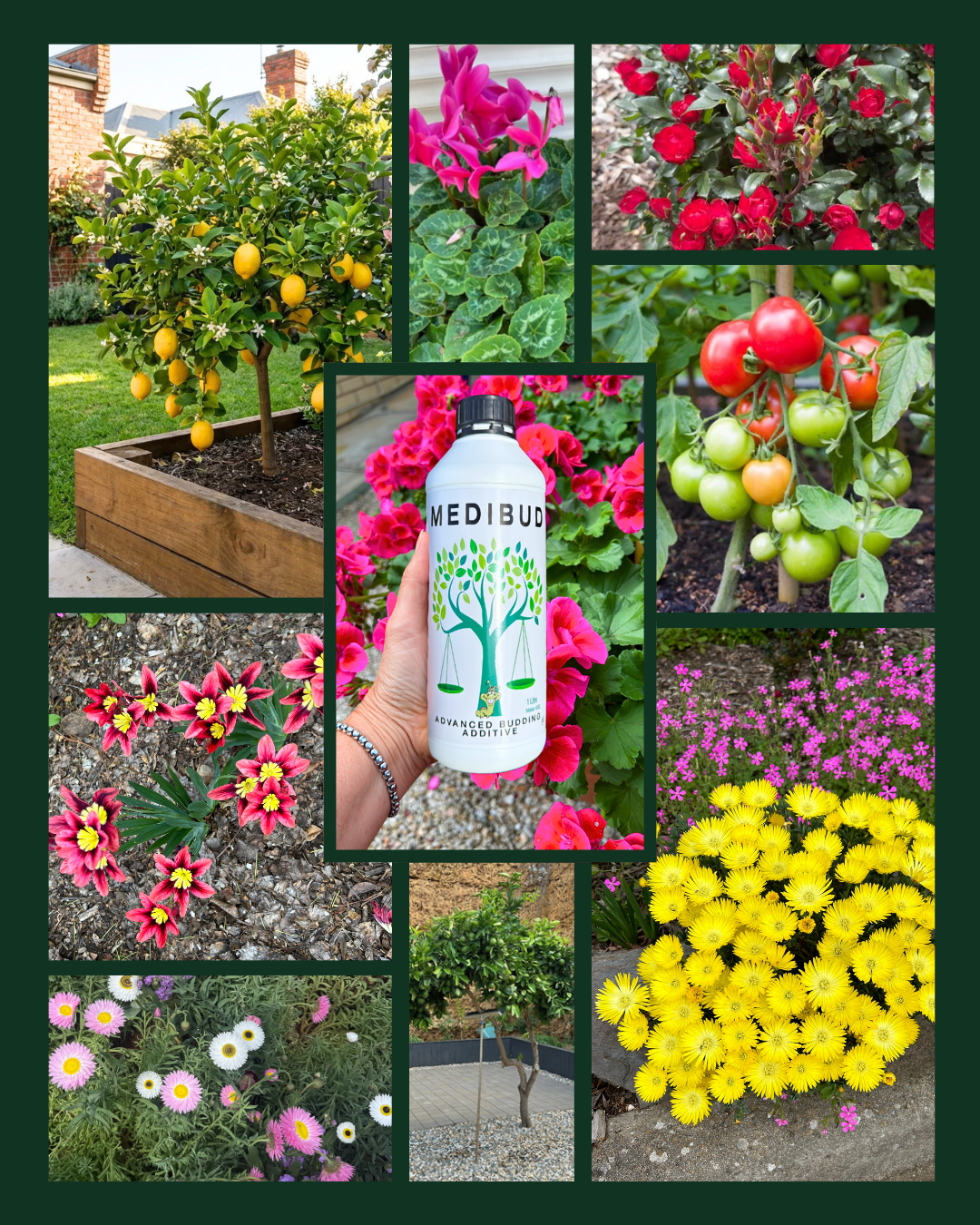 Medigrow® + Medibud® Garden Fertiliser Bundle