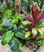 Medigrow® Liquid Plant Fertiliser