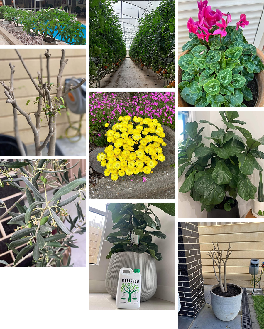 Why is Medigrow + Medibud so good?